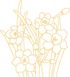 水仙の花