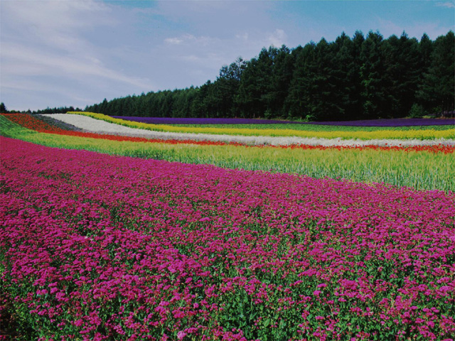 �t���[��