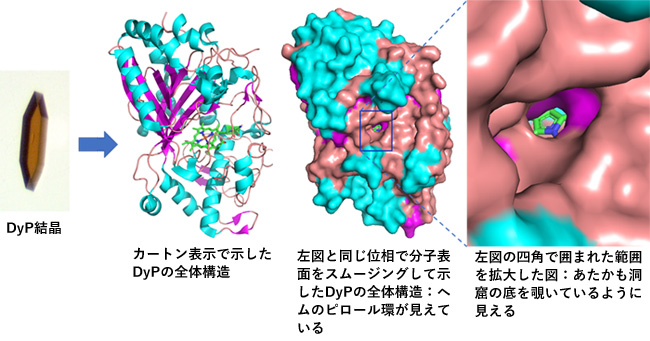 生物間相互作用に関わるタンパク質