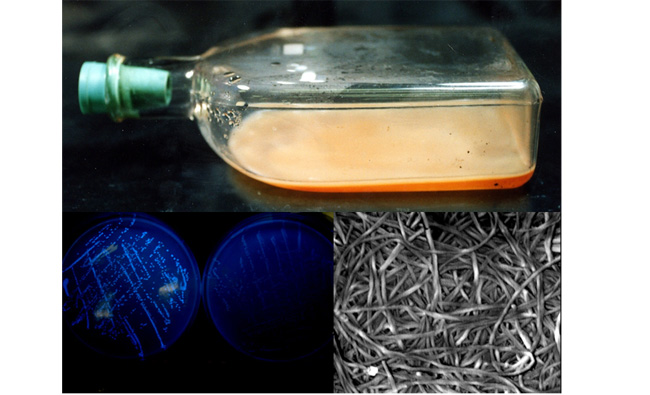 バクテリアセルロース