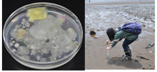 新規有用微生物の探索