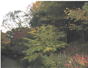 �s�}���������̎ʐ^