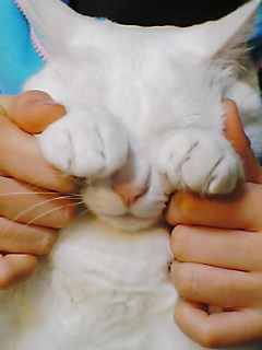 �݂݂��i���Ȃ����Ȃ��j