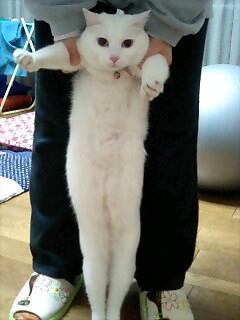 �݂݂��i�������I�E�P�j