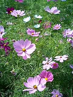 ���a�L�O�����̃R�X���X