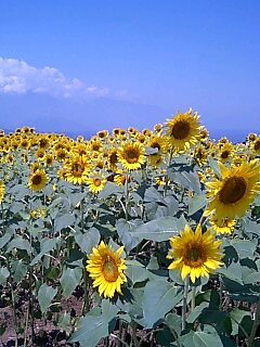 �Ђ܂�蔨�iIN ����j