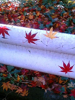 �K�[�h���[���ɒ���������݂�