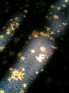 ���A�Ɨ����t