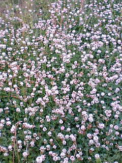 ����߂���