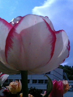 �`���[���b�v