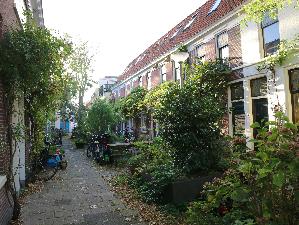 �I�����_�摜