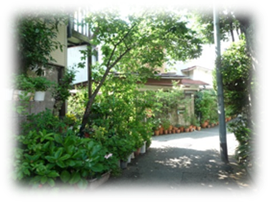 �G�i���J�摜