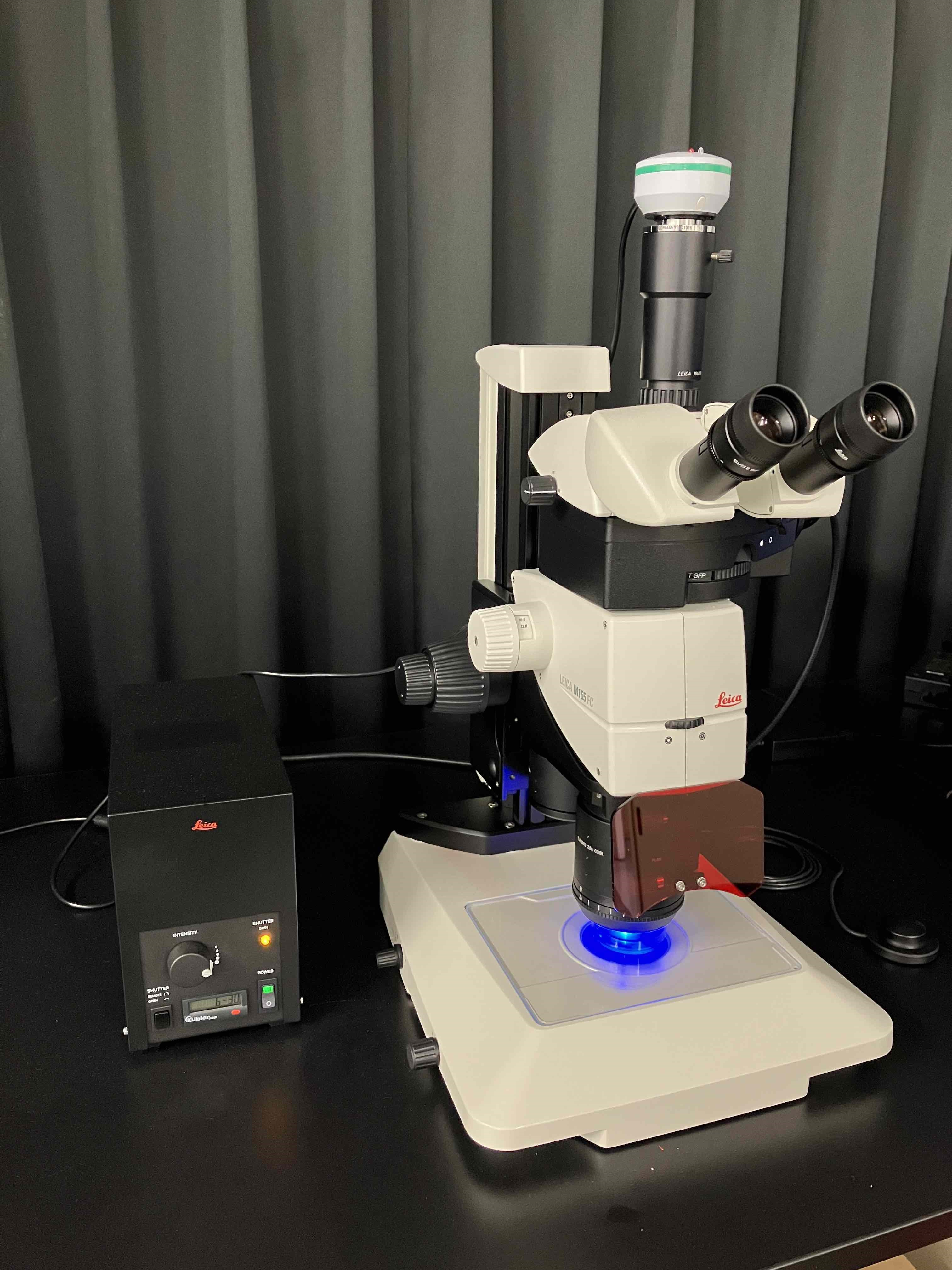 �u�����̌������ʐ^