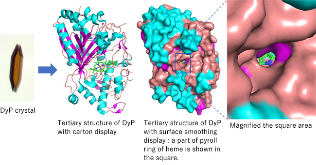 DyP-type peroxidase family and molecular evolution